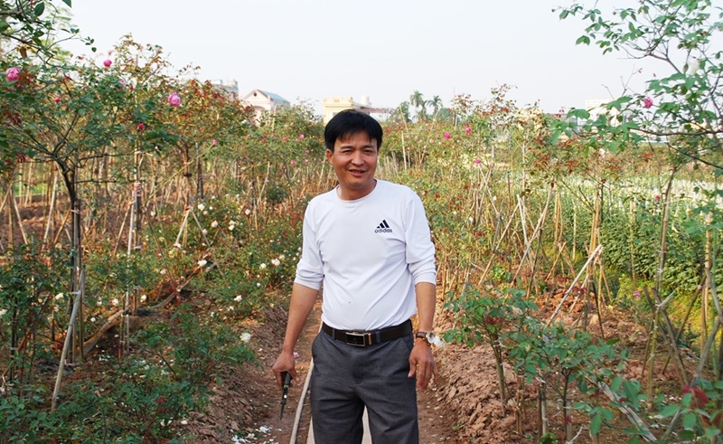 Một anh nông dân Hà Nam tự trả lương cao cho chính mình bằng trồng hoa hồng cổ Sa Pa vạn người mê - Ảnh 1.