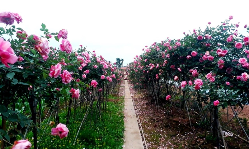 Một anh nông dân Hà Nam tự trả lương cao cho chính mình bằng trồng hoa hồng cổ Sa Pa vạn người mê - Ảnh 2.