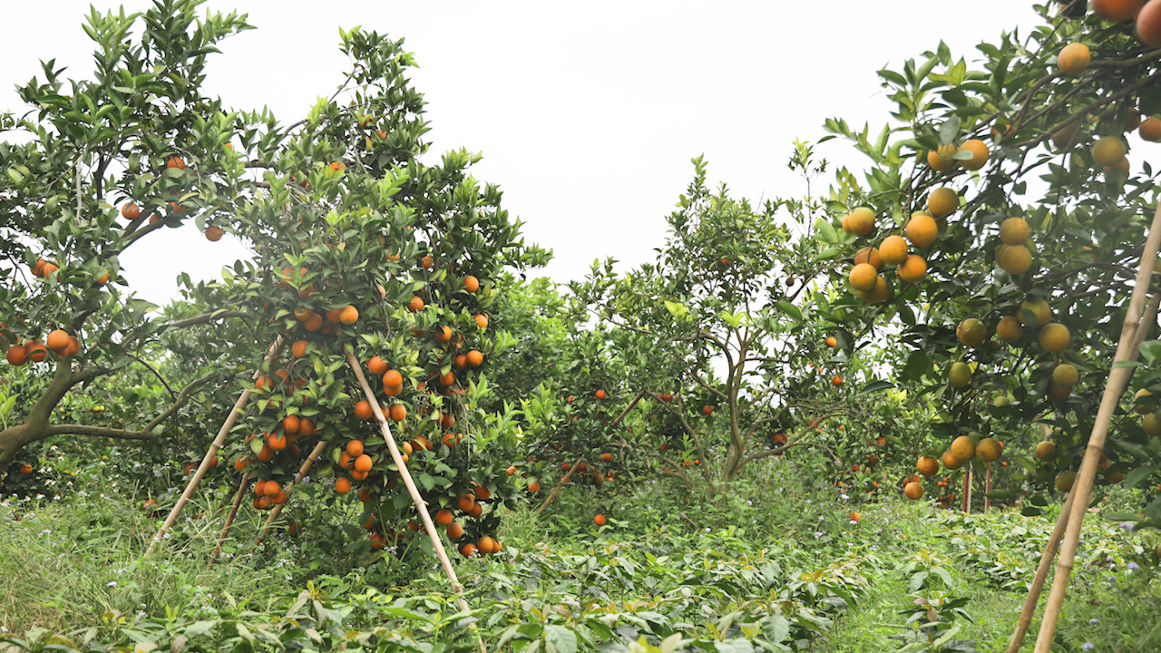 Đột phá trong phát triển cây ăn quả, nông dân vươn lên làm giàu - Ảnh 2.