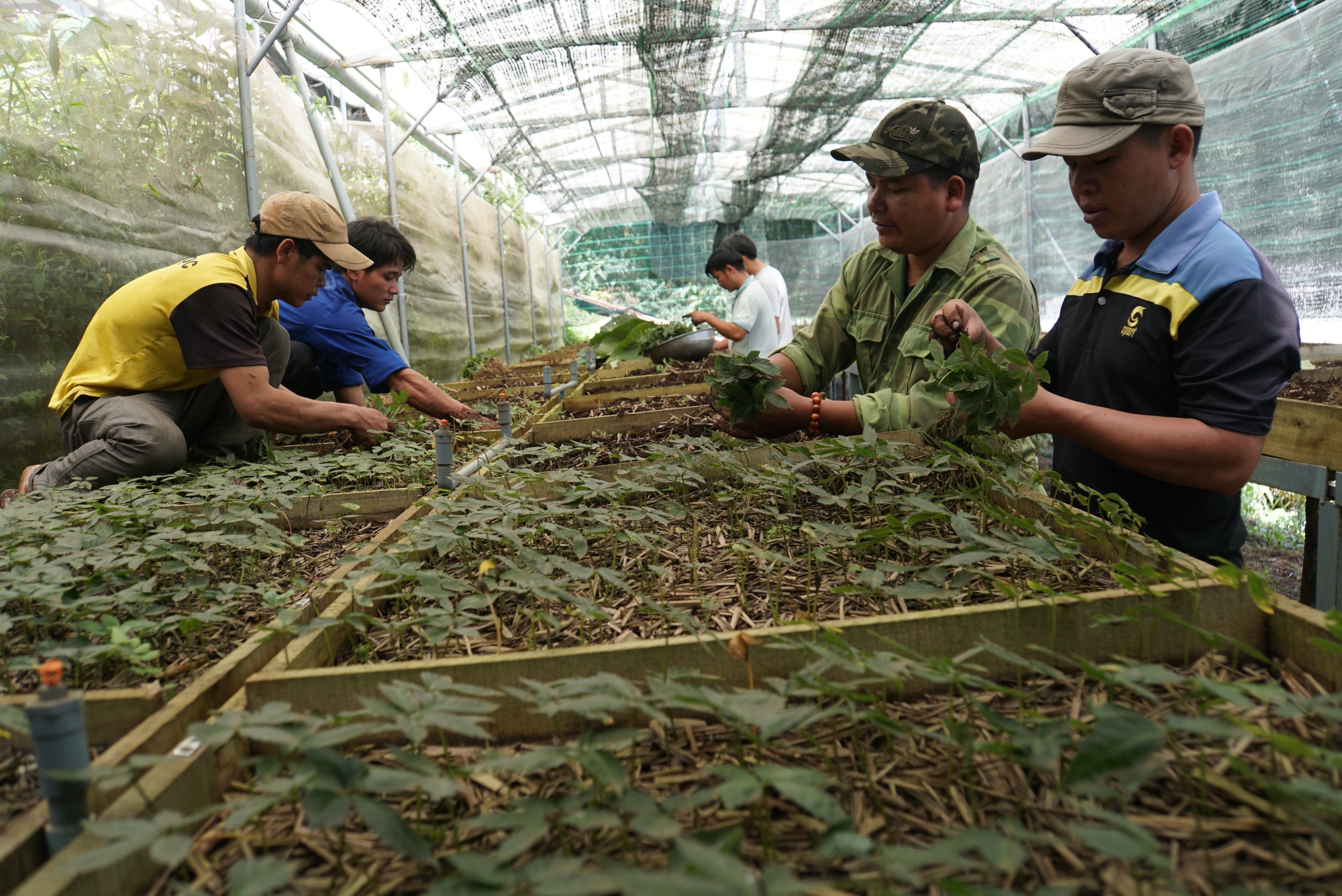  Quảng Nam thống nhất chấm dứt hoạt động dự án đầu tư nhà máy chế biến sâm và cây dược liệu  - Ảnh 2.