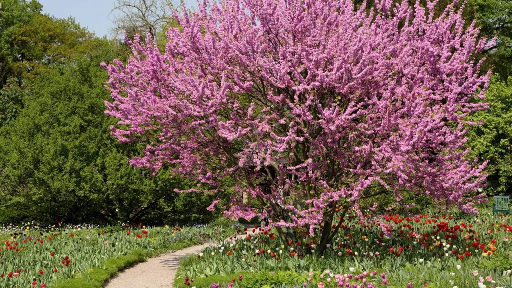 Xuân rực rỡ với cây cảnh nở hoa tràn từ gốc lên ngọn, mang vạn niềm vui, triệu hạnh phúc đến nhà - Ảnh 7.