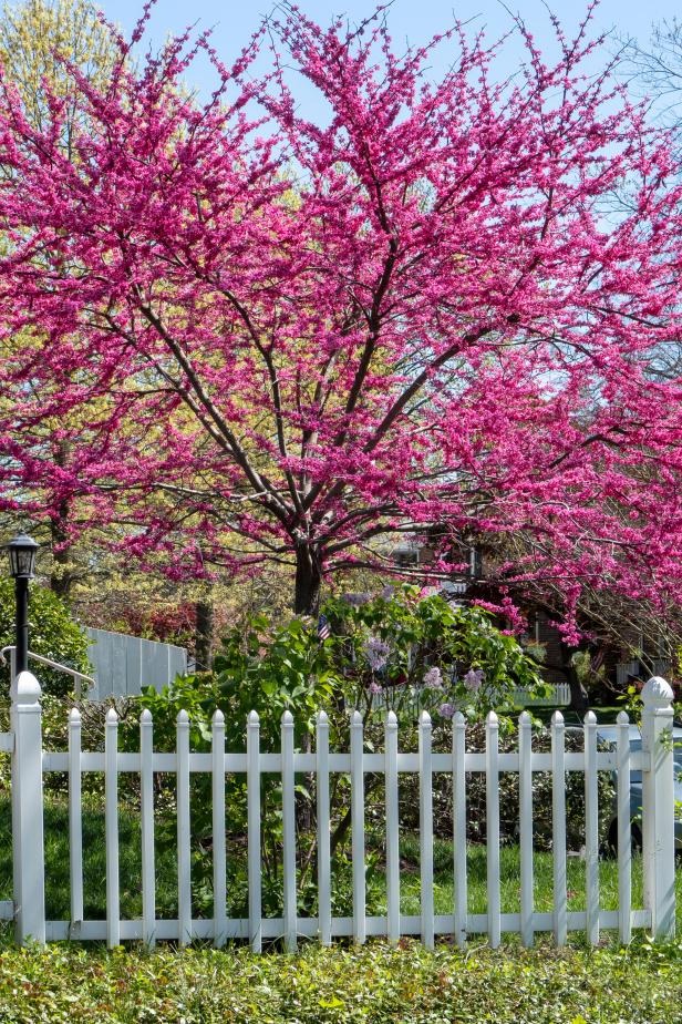 Xuân rực rỡ với cây cảnh nở hoa tràn từ gốc lên ngọn, mang vạn niềm vui, triệu hạnh phúc đến nhà - Ảnh 11.