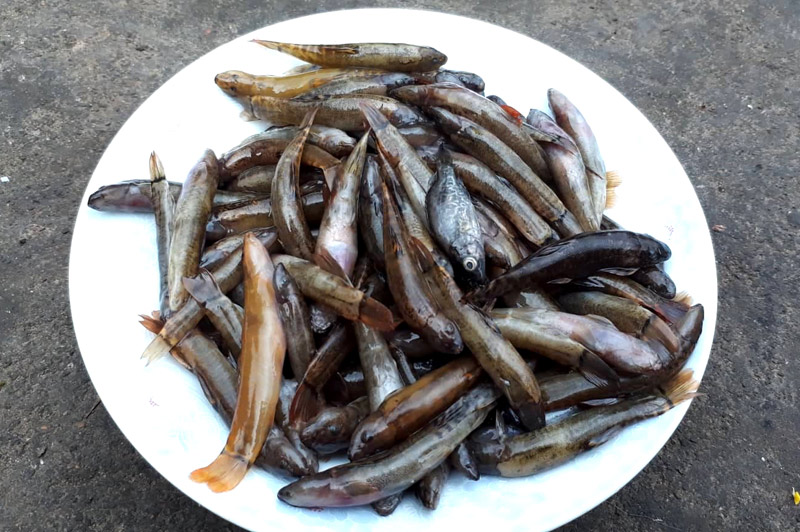 Mâm cao cỗ đầy có khi dễ quên, chứ đã ăn cá suối Bình Liêu ở Quảng Ninh nhớ mùi nhớ vị - Ảnh 2.