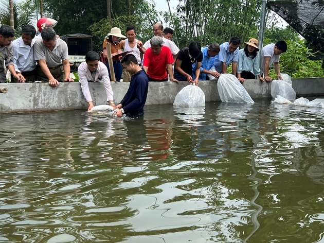 Nuôi thứ cá &quot;quý tộc&quot; trong bể trên cạn bán đắt tiền, một HTX ở Phú Thọ thu 10 tỷ/năm - Ảnh 1.