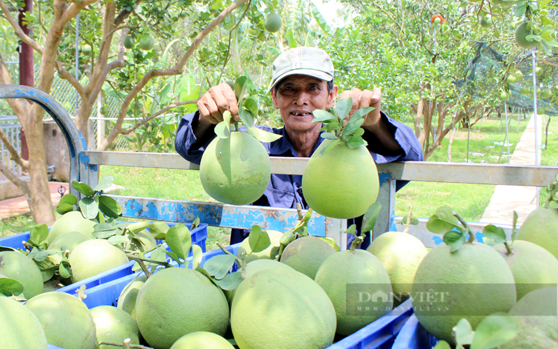 Thu nhập bình quân đầu người khu vực nông thôn Đồng Nai đạt 68 triệu đồng/người/năm. Trong ảnh: Nông dân trồng bưởi Tân Triều ở huyện Vĩnh Cửu, Đồng Nai.  Ảnh: Nguyên Vỹ