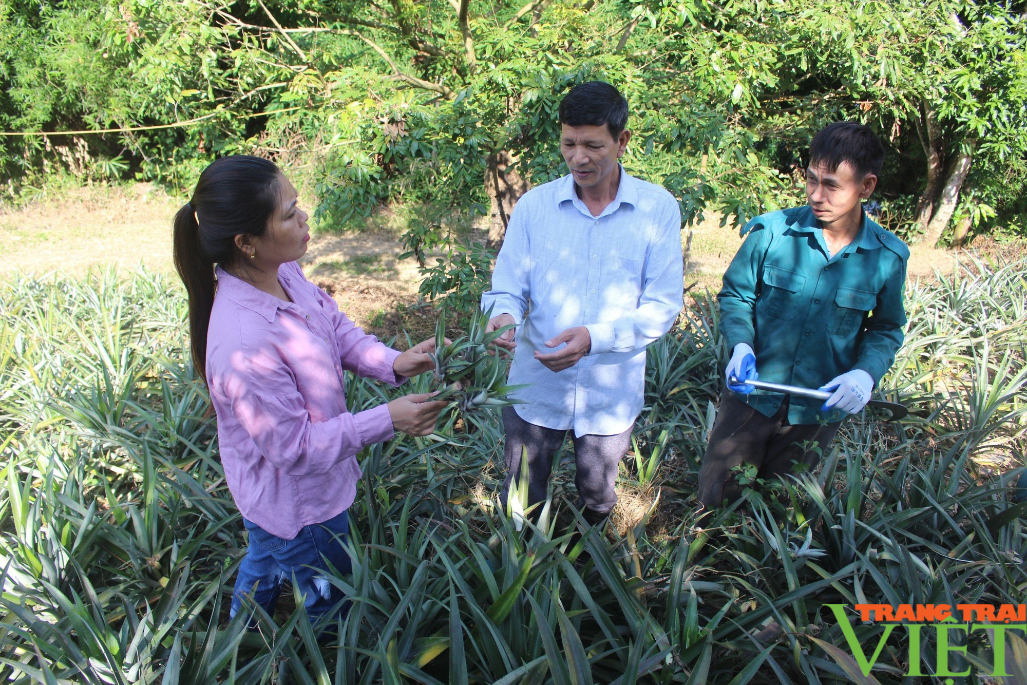Huyện vùng biên của Sơn La thay đổi tư duy sản xuất nông nghiệp - Ảnh 1.