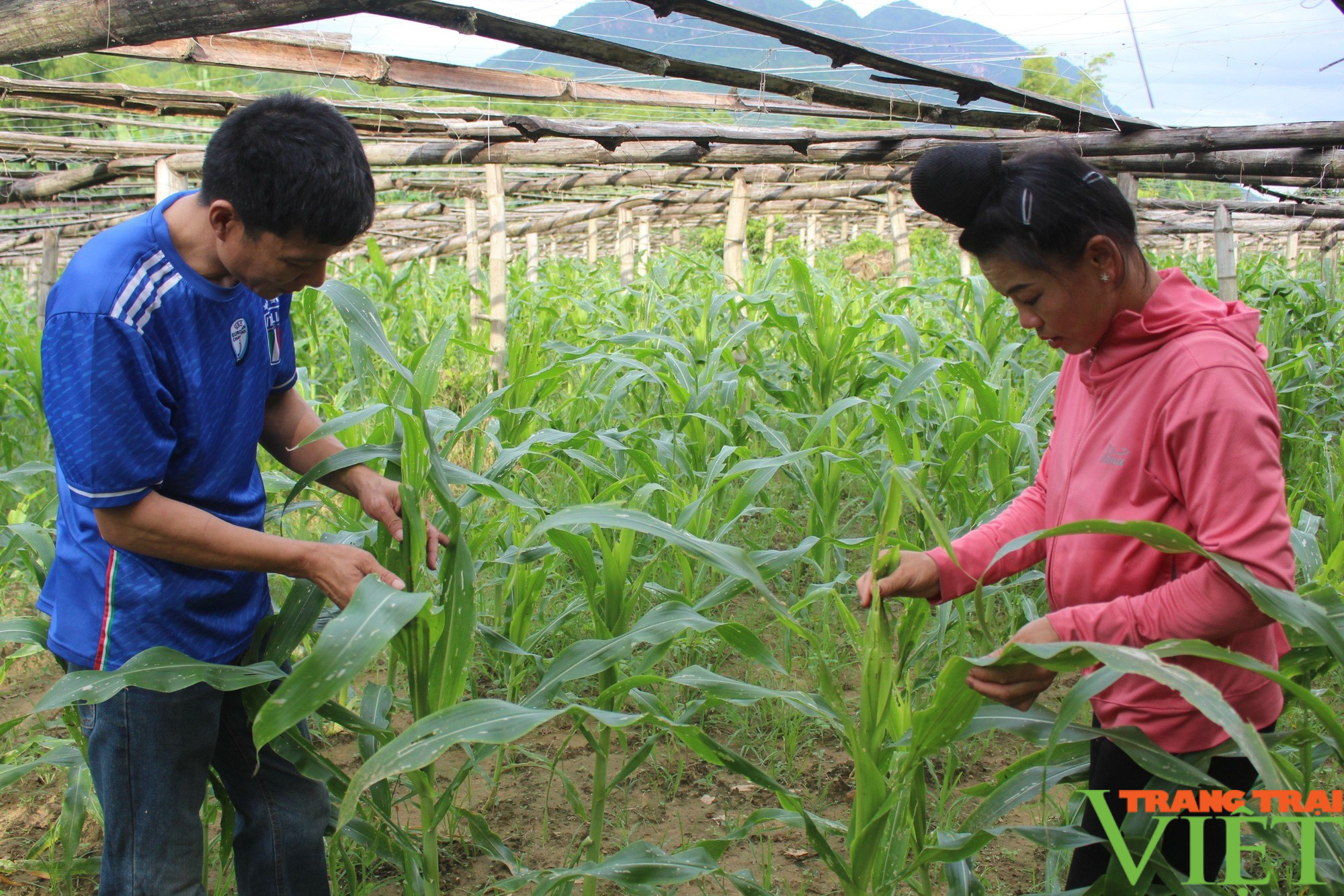 Huyện vùng biên của Sơn La thay đổi tư duy sản xuất nông nghiệp - Ảnh 5.