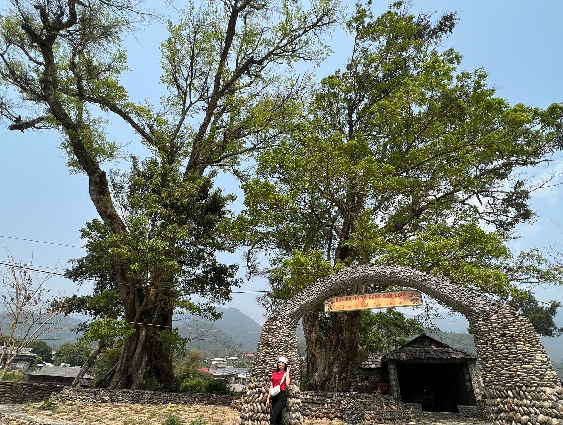 Xã nào như &quot;miền cổ tích&quot; ở Sơn La, có 7 cây cổ thụ, cây sa mu 1.000 năm tuổi, 2 cây sồi 300 tuổi? - Ảnh 1.