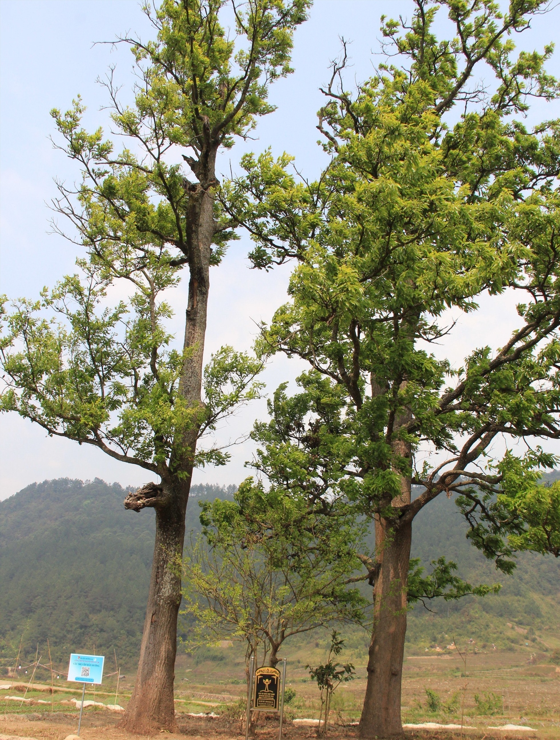 Xã nào như &quot;miền cổ tích&quot; ở Sơn La, có 7 cây cổ thụ, cây sa mu 1.000 năm tuổi, 2 cây sồi 300 tuổi? - Ảnh 5.
