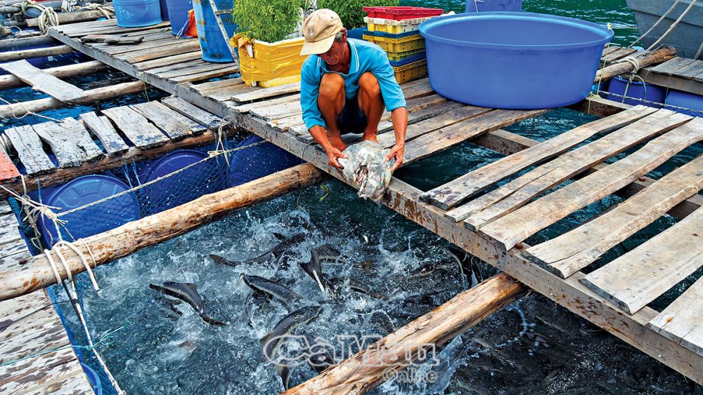 Ở một hòn đảo cách bờ Cà Mau hơn 33km, dân nuôi thứ cá to bự tranh nhau đớp mồi, hễ bán là trúng - Ảnh 1.