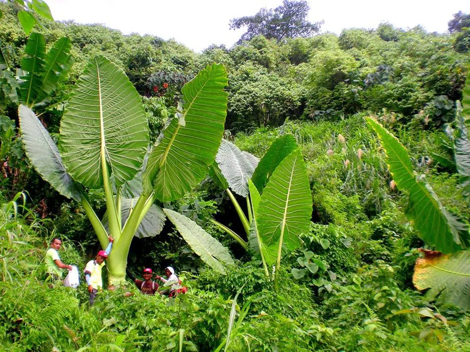 Cây cảnh &quot;mới nổi&quot; lá siêu to, trồng trong nhà làm ăn thuận buồm xuôi gió, đón lộc, chiêu may - Ảnh 2.