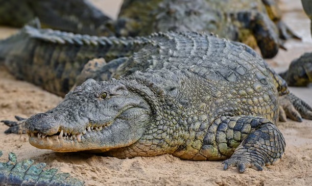Truy lùng 70 con cá sấu bị sổng chuồng do mưa lũ tại Trung Quốc - Ảnh 1.