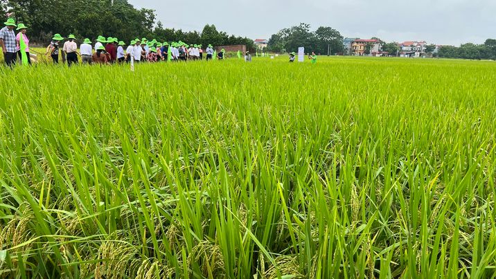 Các đại biểu đánh giá chất lượng giống lúa TBR87 tại xã Chu Phan, huyện Mê Linh, Tp. Hà Nội