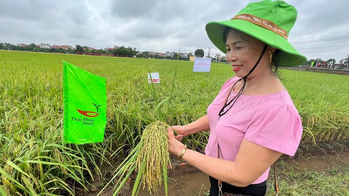 Bà Trần Thị Hợi (xã Chu Phan, Mê Linh, Hà Nội) người trực tiếp gieo cấy giống lúa TBR87