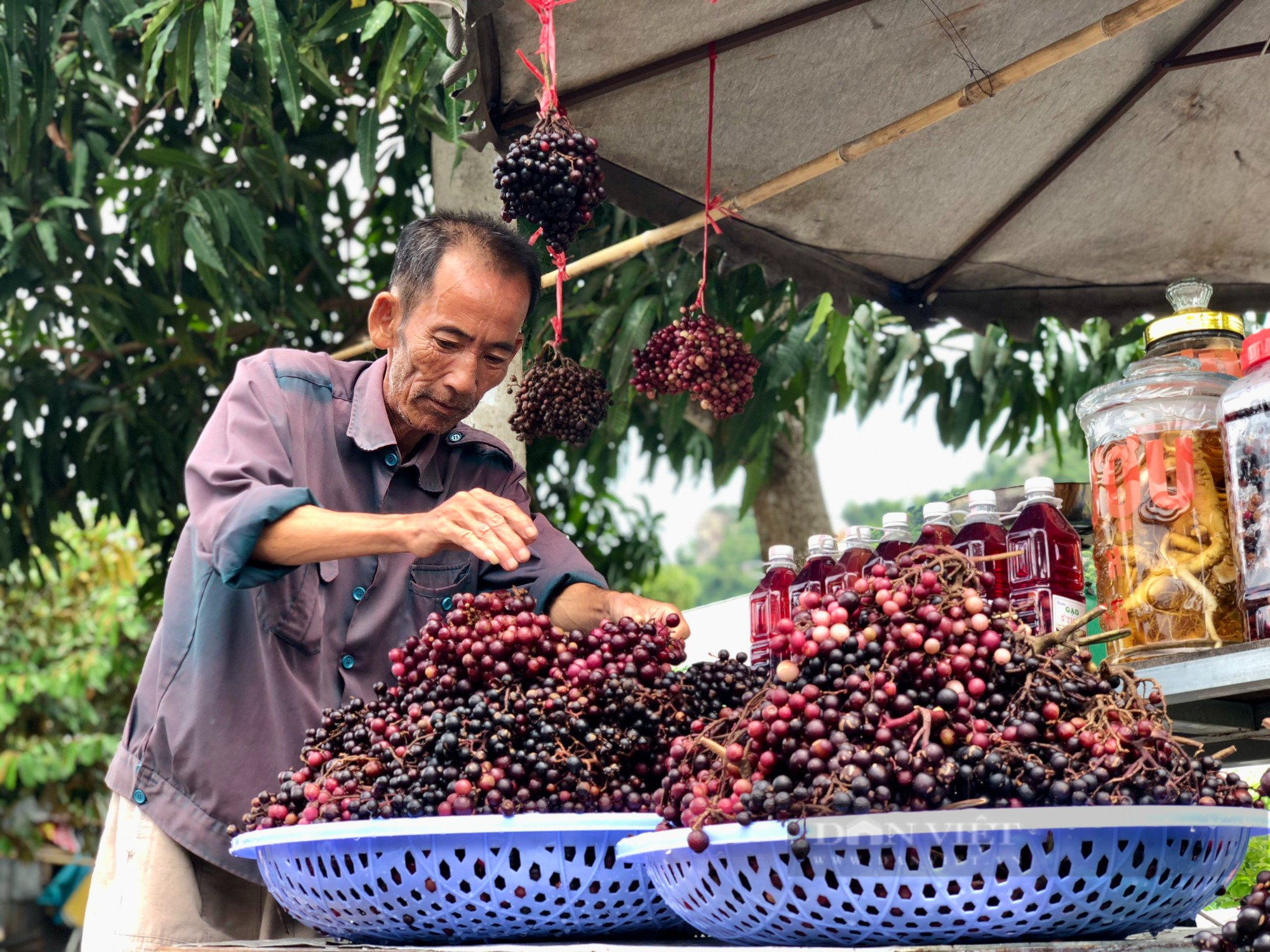 Vì sao cây nho mọc hoang dại trong rừng lại trở thành sản ở vùng Thất Sơn, An Giang? - Ảnh 5.