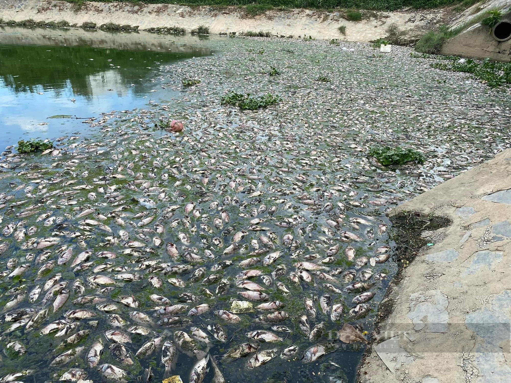 Kinh hoàng hàng tấn cá chết nổi trắng kênh Đà Nẵng - Ảnh 1.