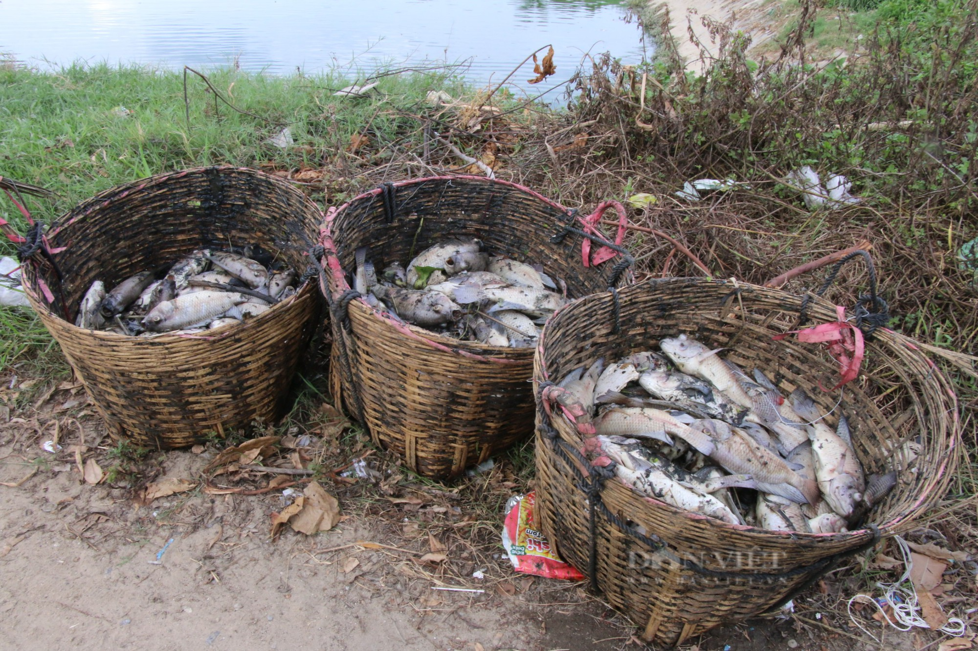 Kinh hoàng hàng tấn cá chết nổi trắng kênh Đà Nẵng - Ảnh 5.