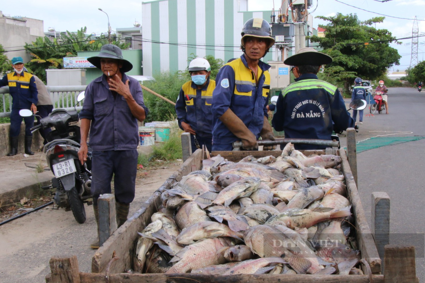 Kinh hoàng hàng tấn cá chết nổi trắng kênh Đa Cô ở Đà Nẵng - Ảnh 2.