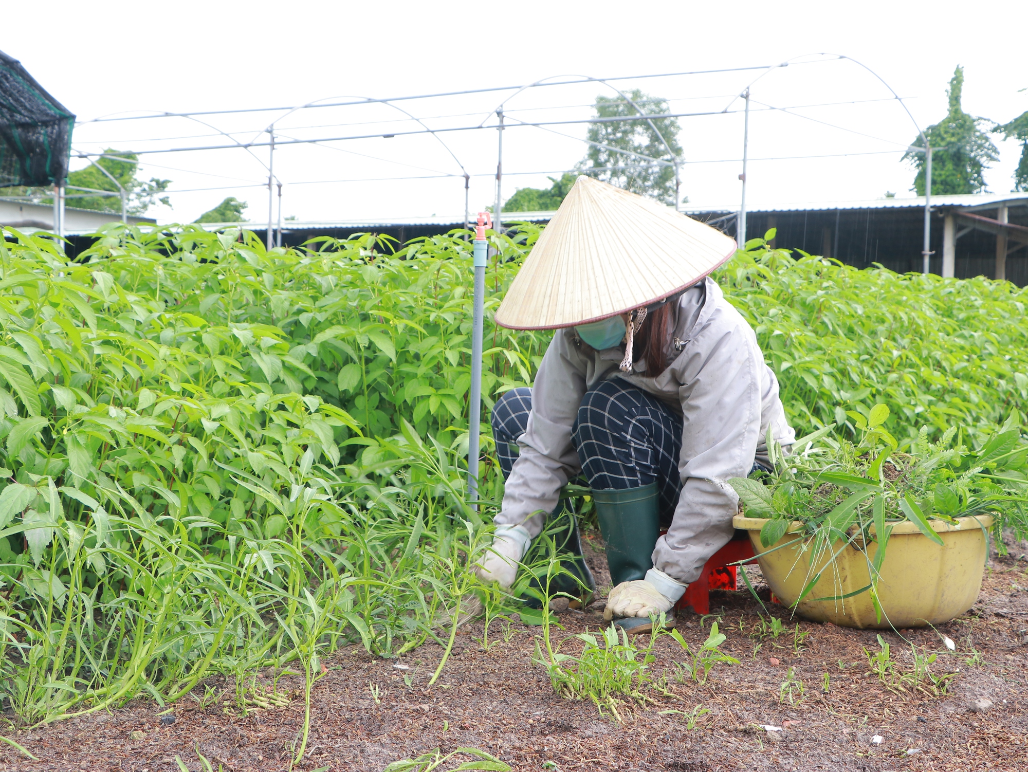 Nông dân, lãnh đạo TP.HCM mong được xây dựng công trình phụ trợ trên đất nông nghiệp - Ảnh 5.