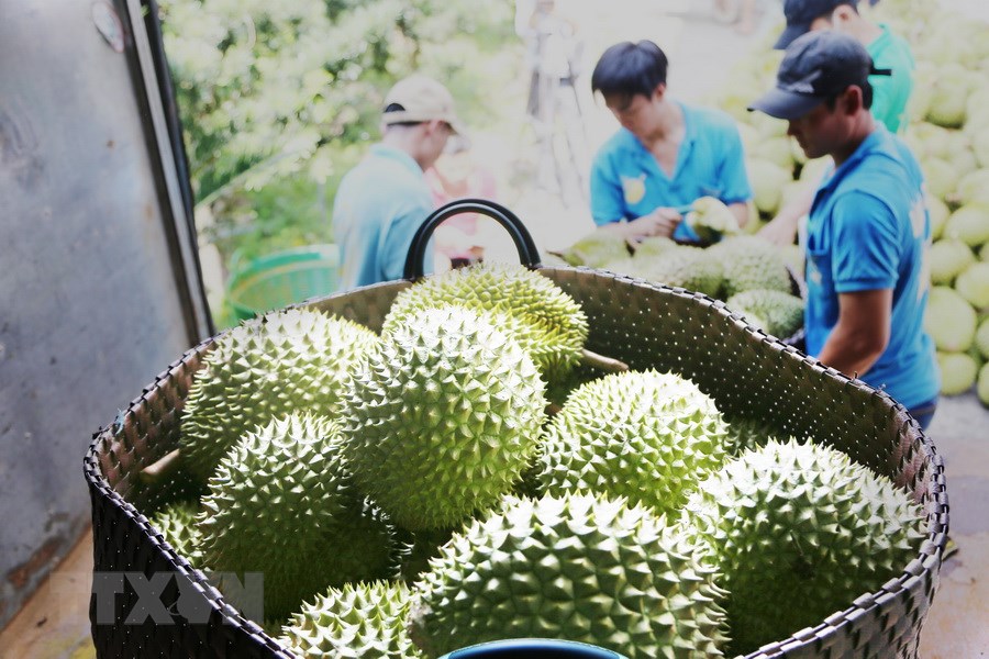 Trung Quốc chi hơn 2,2 tỷ USD mua loại hoa quả nào của Việt Nam? - Ảnh 1.