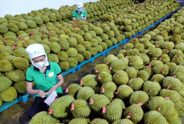 Hơn 1.000 xe nông sản được xuất khẩu sang Trung Quốc chỉ trong 3 ngày, &quot;thông tin ùn ứ là không chính xác&quot; - Ảnh 1.