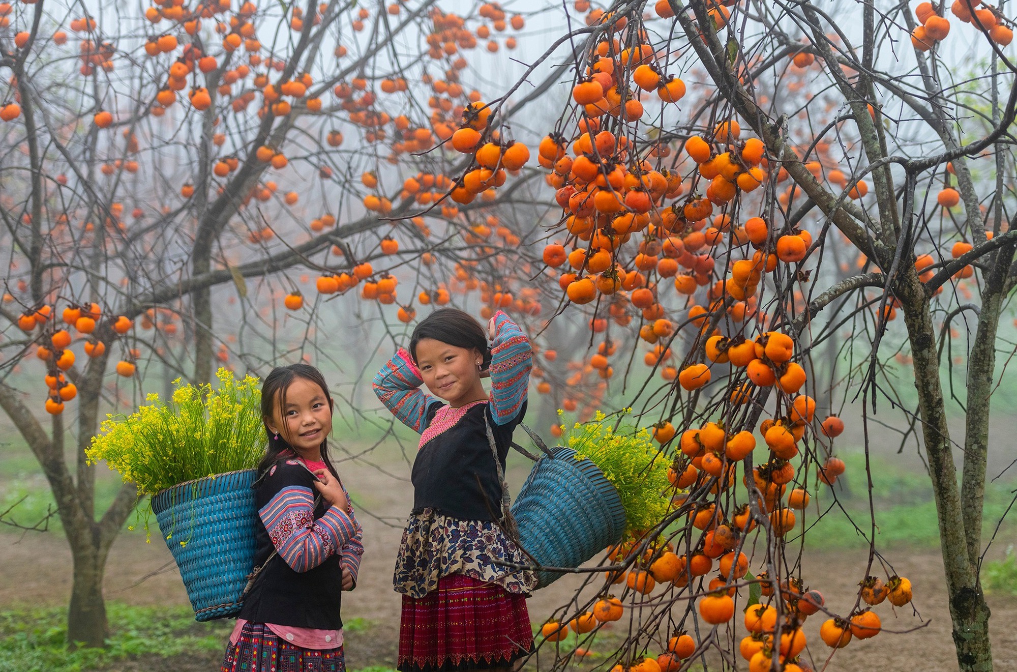 Lạc vào vườn hồng sai trĩu quả &quot;nhuộm&quot; vàng mùa thu Mộc Châu - Ảnh 1.