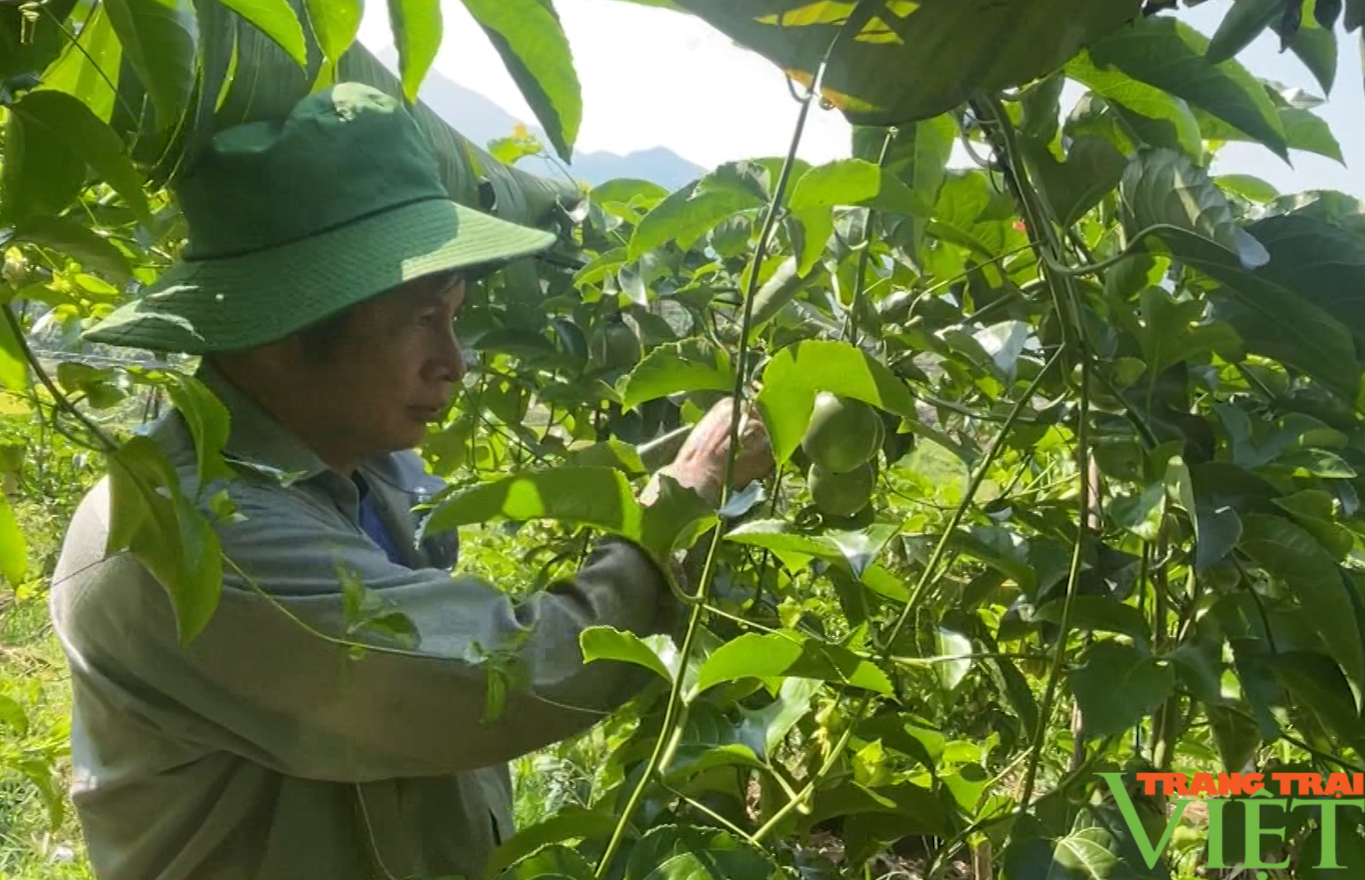 Đòn bẩy giúp nông dân huyện Phong Thổ của Lai Châu giảm nghèo bền vững - Ảnh 2.