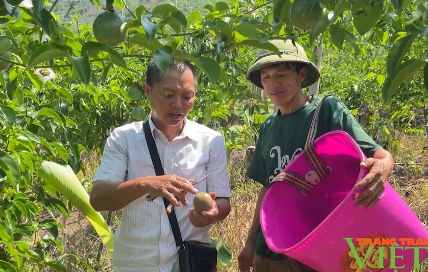 Đòn bẩy giúp nông dân huyện Phong Thổ của Lai Châu giảm nghèo bền vững - Ảnh 3.