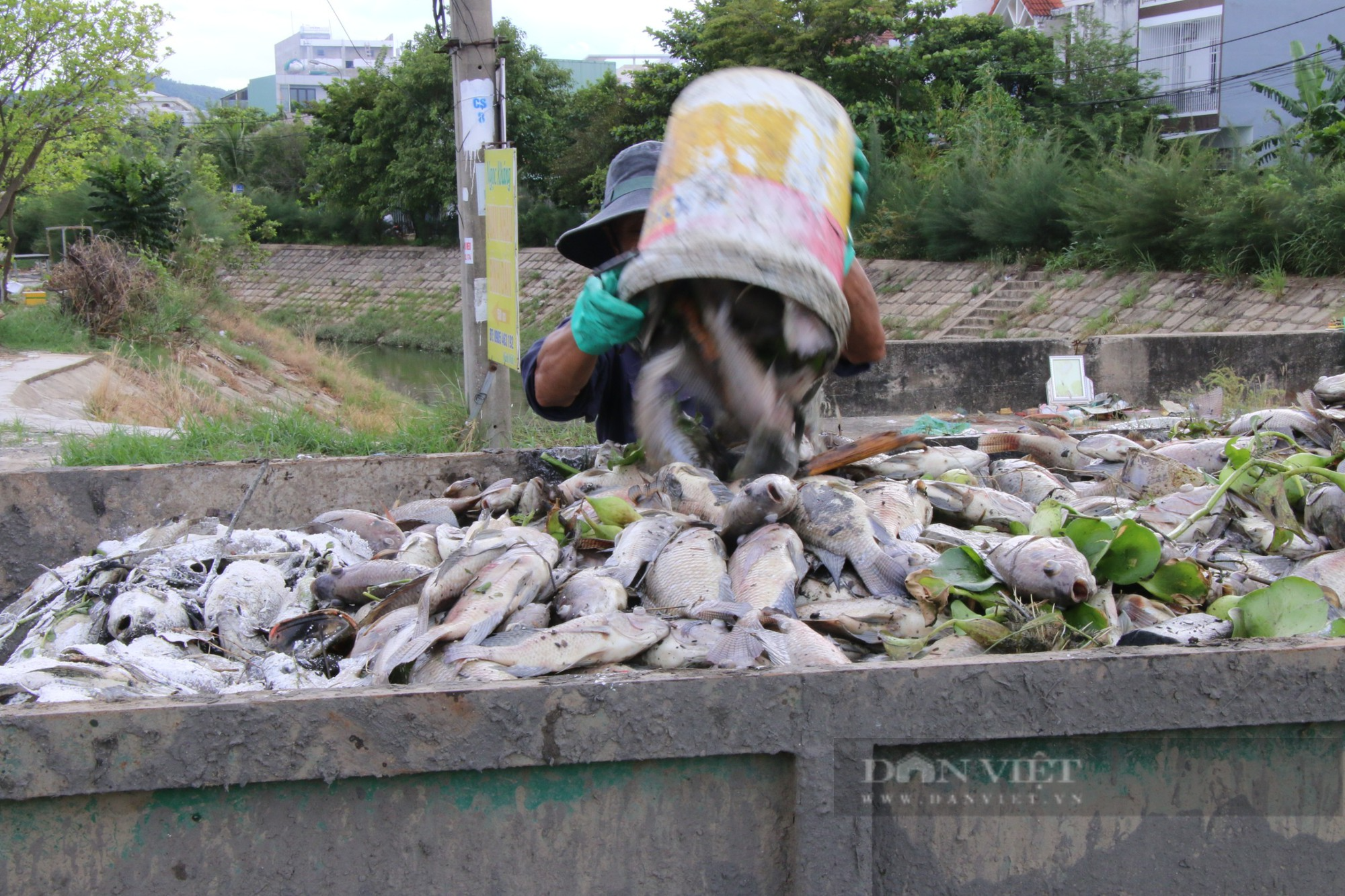 Đà Nẵng: Tiếp tục ghi nhận hàng tấn cá chết trắng tại kênh Đa Cô - Ảnh 3.