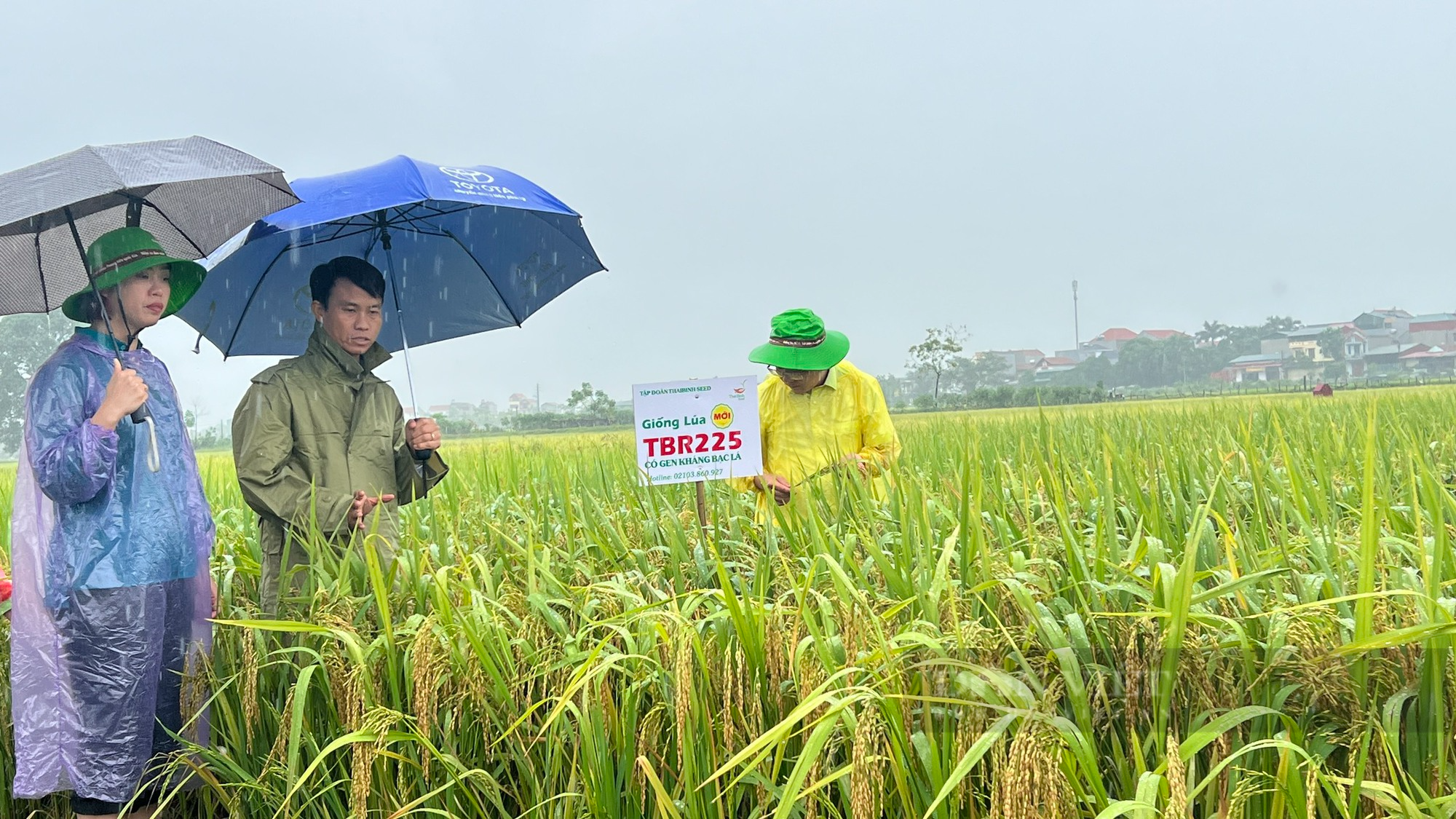 Giống lúa của ThaiBinh Seed điểm sáng trong sản xuất nông nghiệp Vĩnh Phúc - Ảnh 2.
