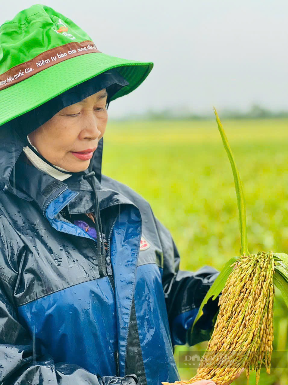 Giống lúa của ThaiBinh Seed điểm sáng trong sản xuất nông nghiệp Vĩnh Phúc - Ảnh 3.