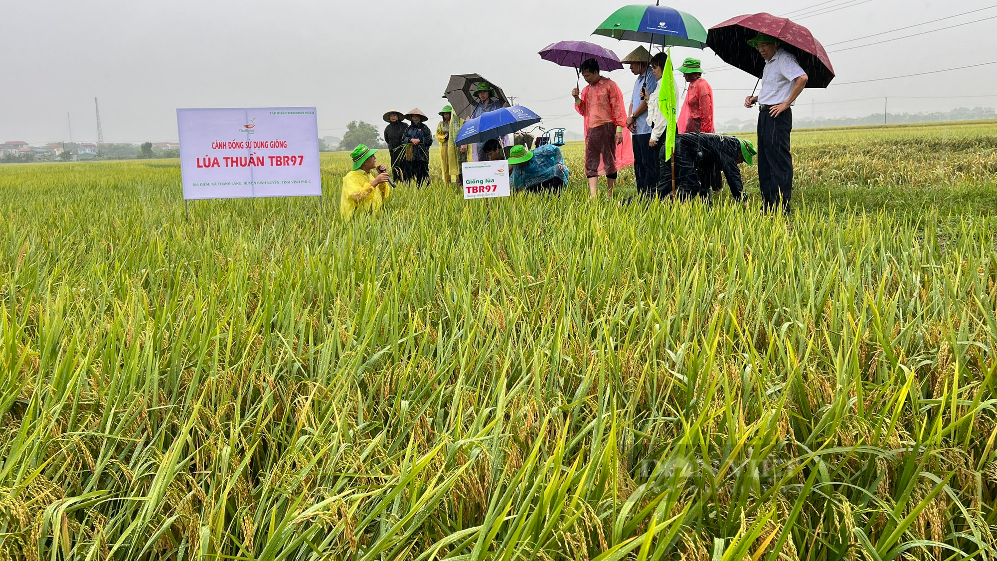Giống lúa của ThaiBinh Seed điểm sáng trong sản xuất nông nghiệp Vĩnh Phúc - Ảnh 4.