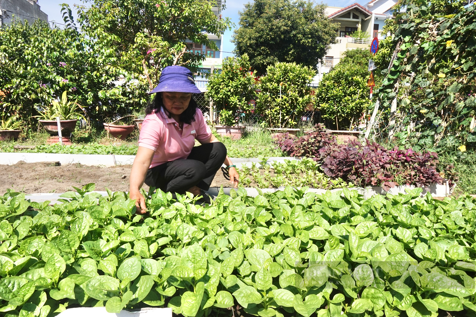 Hội Nông dân Cẩm Lệ - Đà Nẵng tiếp sức cho hội viên phát triển nông nghiệp đô thị - Ảnh 3.