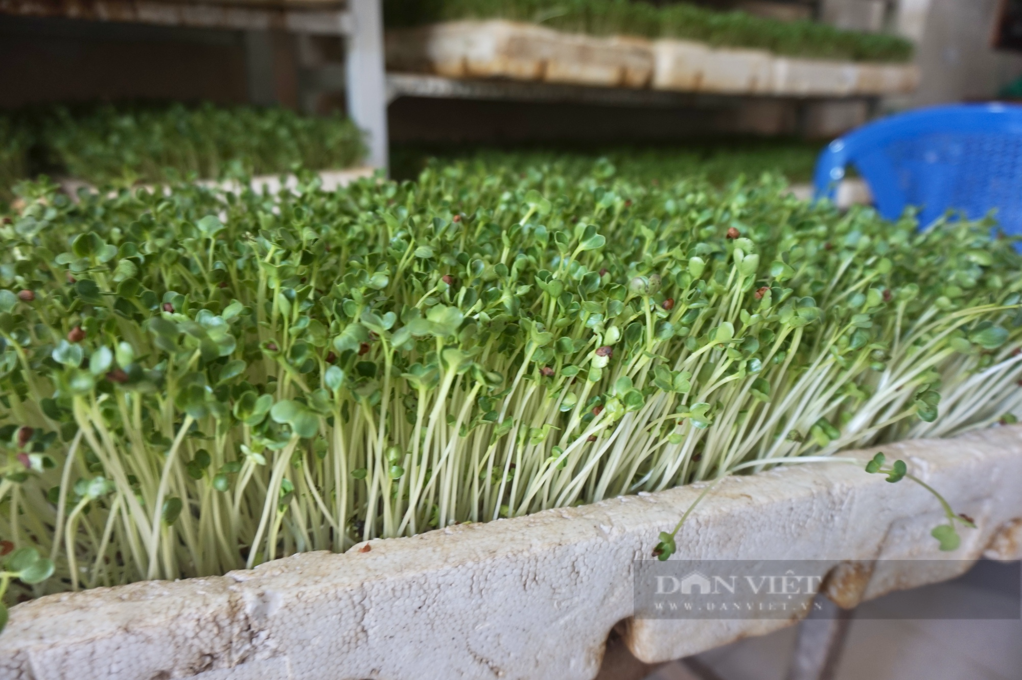 Hội Nông dân Cẩm Lệ - Đà Nẵng tiếp sức cho hội viên phát triển nông nghiệp đô thị - Ảnh 7.