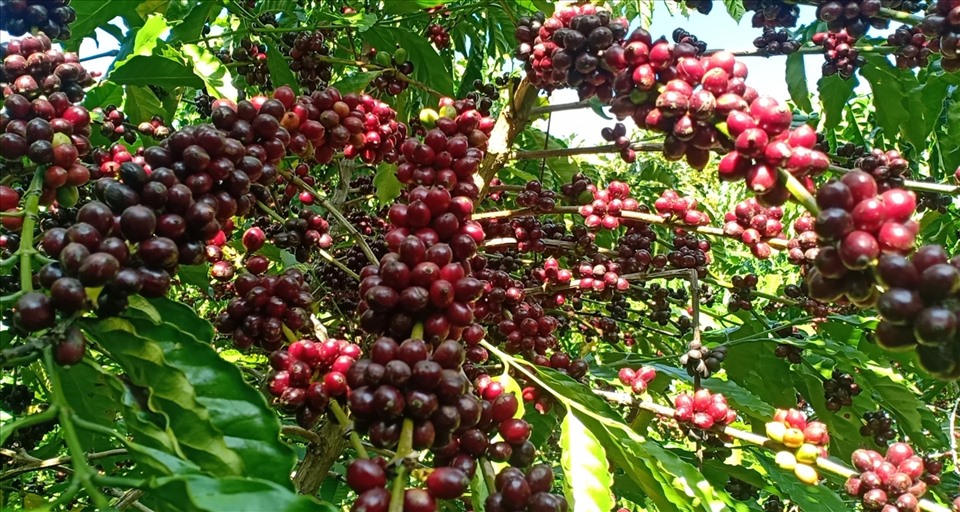 Giá cà phê ngày 14/9: Hai sàn đi hai hướng, giá trong nước tăng cao nhất 800 đồng/kg - Ảnh 4.
