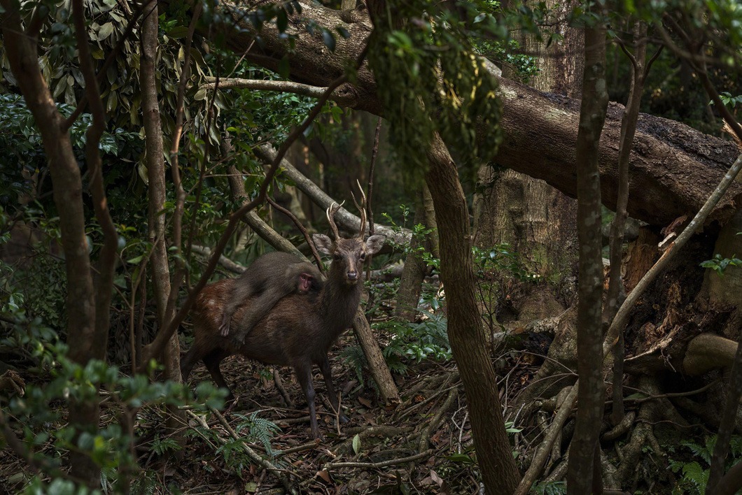 Khỉ cưỡi hươu đi dạo trong rừng lọt top những bức ảnh động vật hoang dã đẹp nhất năm 2023 - Ảnh 1.