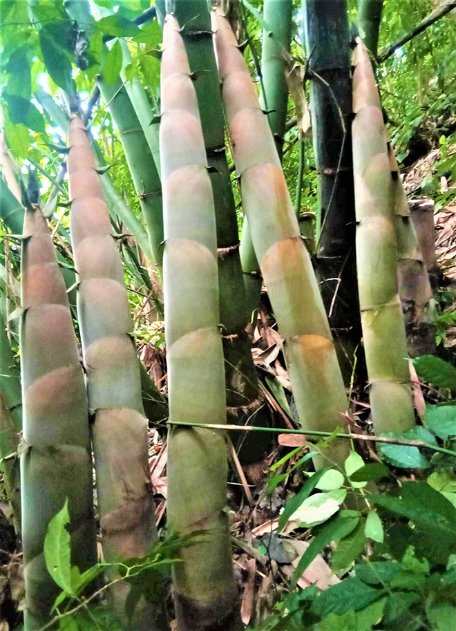 Ở Lâm Thượng, Yên Bái gọi loại cây hễ mưa là mọc lên như nấm là cây xóa đói giảm nghèo - Ảnh 2.