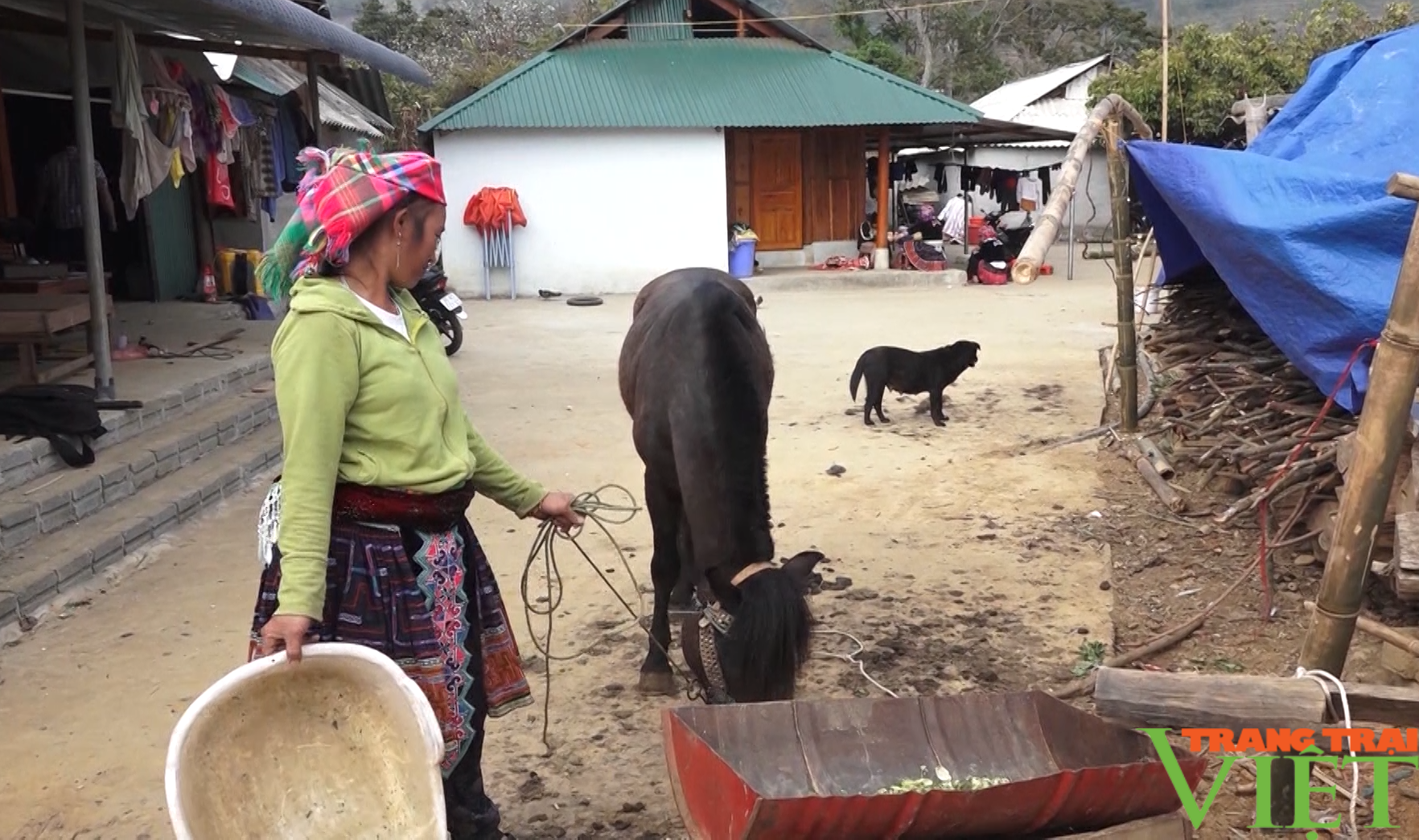 Nông dân Tam Đường thu nhập tốt lên nhờ sử dụng hiệu quả nguồn vốn quỹ hỗ trợ nông dân - Ảnh 3.