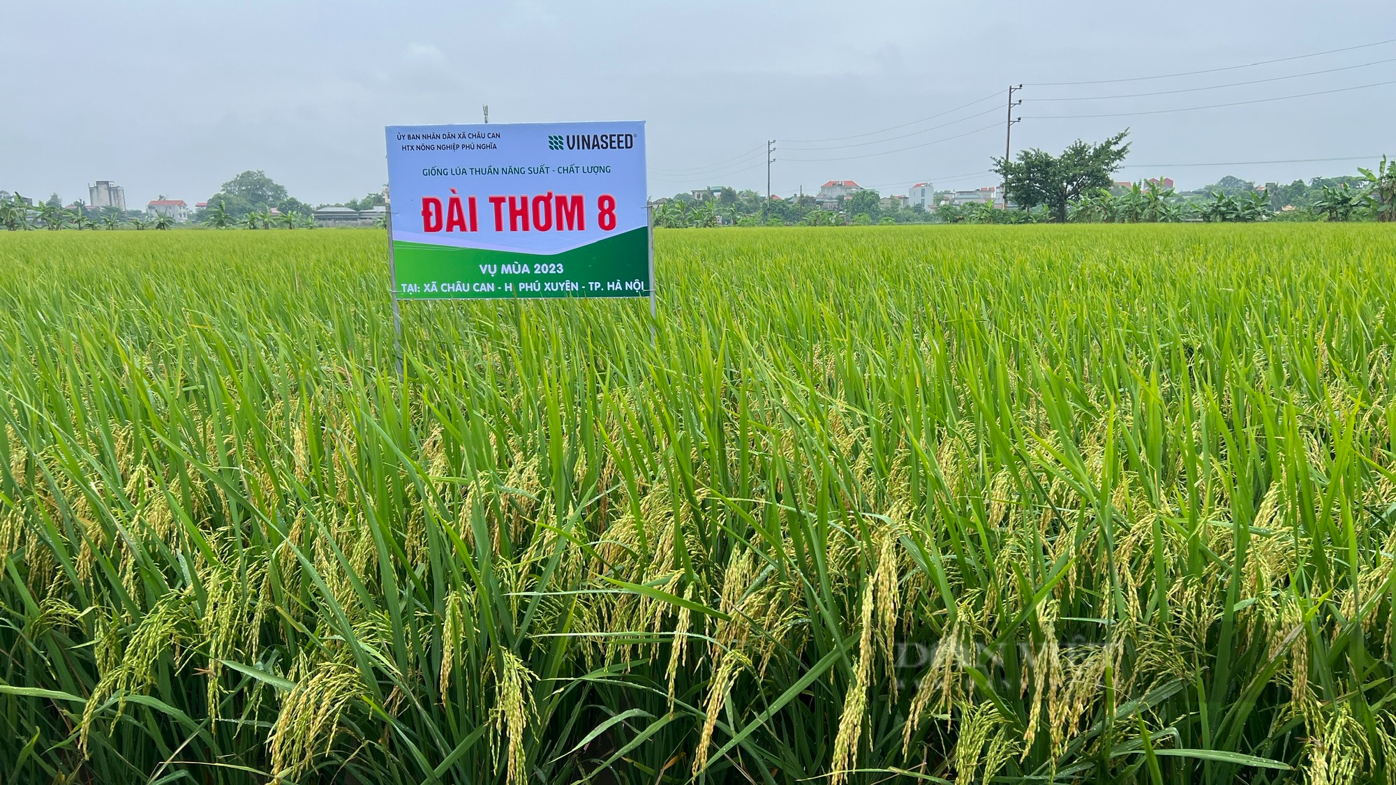 Cấy giống lúa Đài Thơm 8 và Thiên ưu 8 thế hệ mới, nông dân Hà Nội chỉ chờ đếm tiền - Ảnh 3.