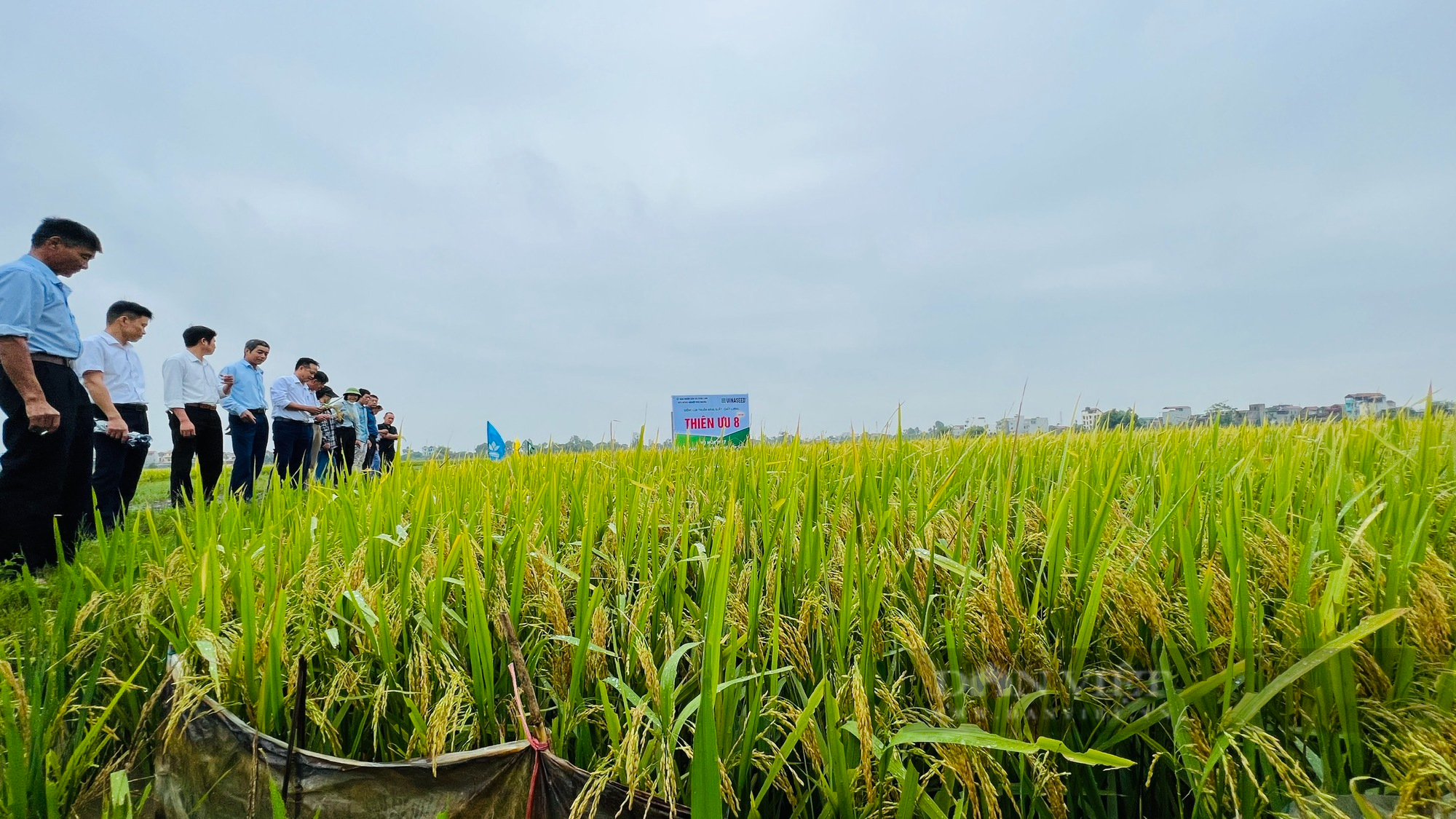 Cấy giống lúa Đài Thơm 8 và Thiên ưu 8 thế hệ mới, nông dân Hà Nội chỉ chờ đếm tiền - Ảnh 4.