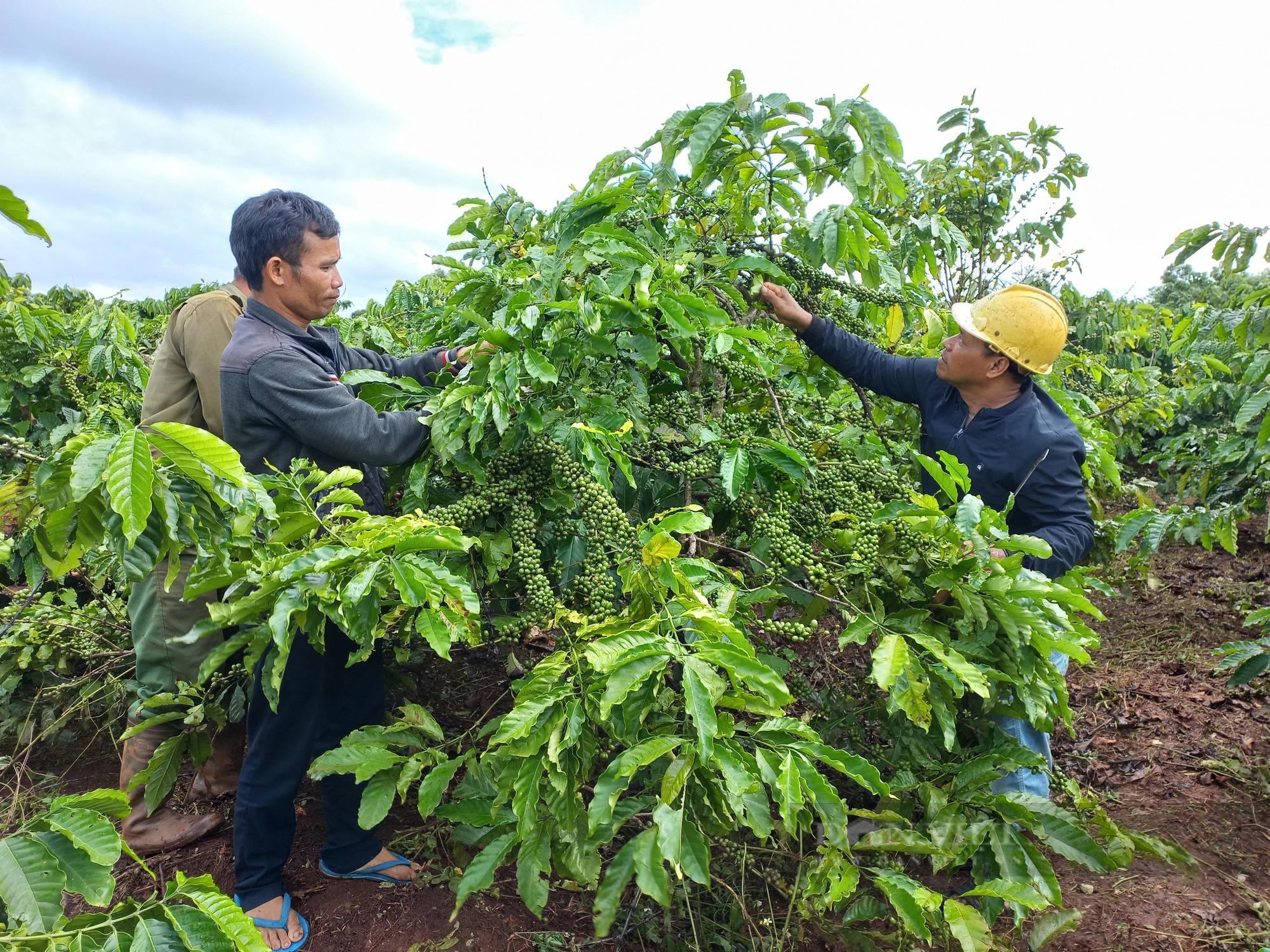 Cộng đồng người Ba Na ở Gia Lai chung tay trồng cà phê để gây quỹ cộng đồng - Ảnh 1.