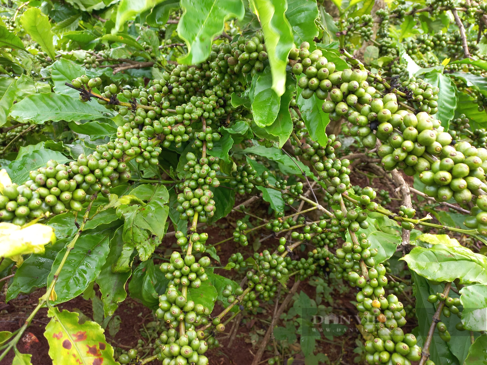 Cộng đồng người Ba Na ở Gia Lai chung tay trồng cà phê để gây quỹ cộng đồng - Ảnh 2.