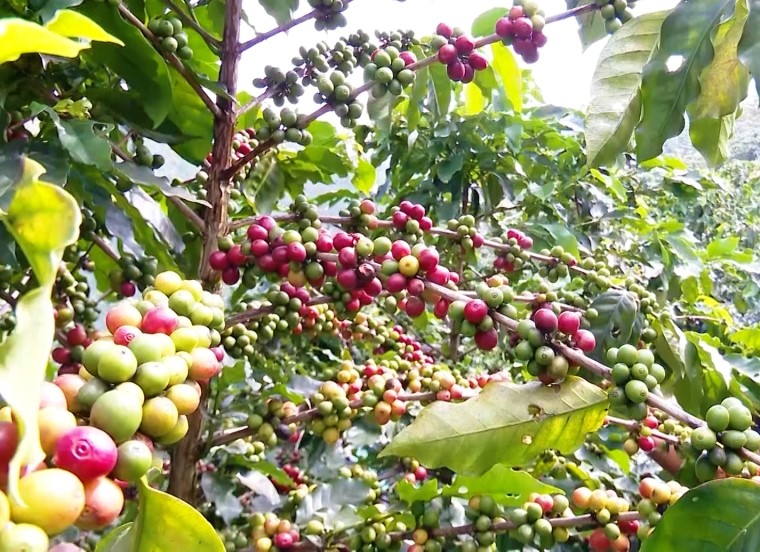 Giá cà phê ngày 15/9: Hai sàn cùng hồi phục, cà phê trong nước tăng sát ngưỡng 67.000 đồng/kg - Ảnh 3.