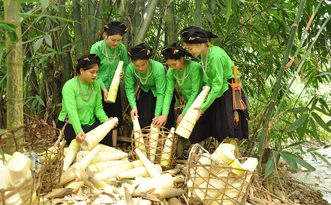 Ở Lâm Thượng, Yên Bái gọi loại cây hễ mưa là mọc lên như nấm là cây xóa đói giảm nghèo - Ảnh 1.