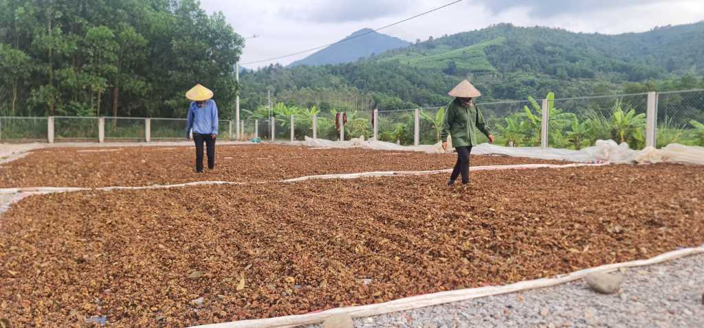 Thứ cây trồng trên đồi ở một vùng của Quảng Ninh, hái quả gọi là hoa mà bán đắt tiền - Ảnh 3.