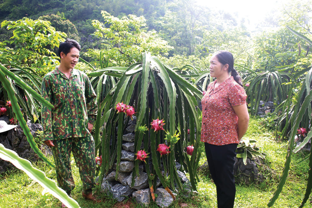 Lạ mà hay: Trồng thanh long trên trụ đá, nông dân nơi này ở Cao Bằng bất ngờ thu toàn quả ngon ngọt - Ảnh 1.