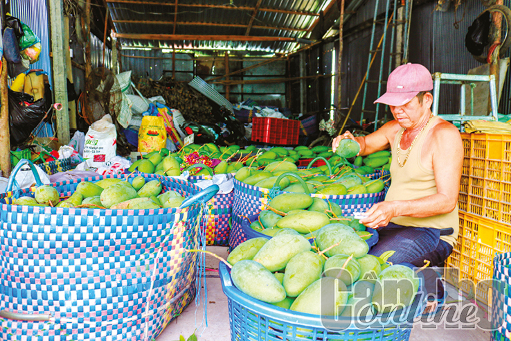 Nguồn cung khan hiếm, giá một loại quả giống Đài Loan trồng nhiều ở ĐBSCL tăng cao - Ảnh 1.