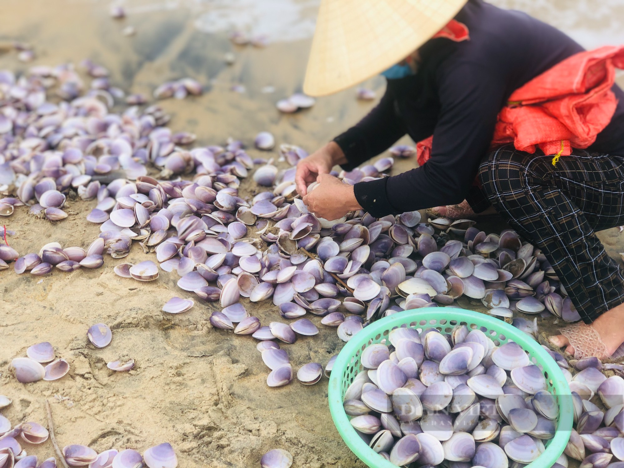 Sò tím trôi dạt vào bờ, người dân Hà Tĩnh đổ xô mang rổ vớt &quot;lộc biển&quot; - Ảnh 3.