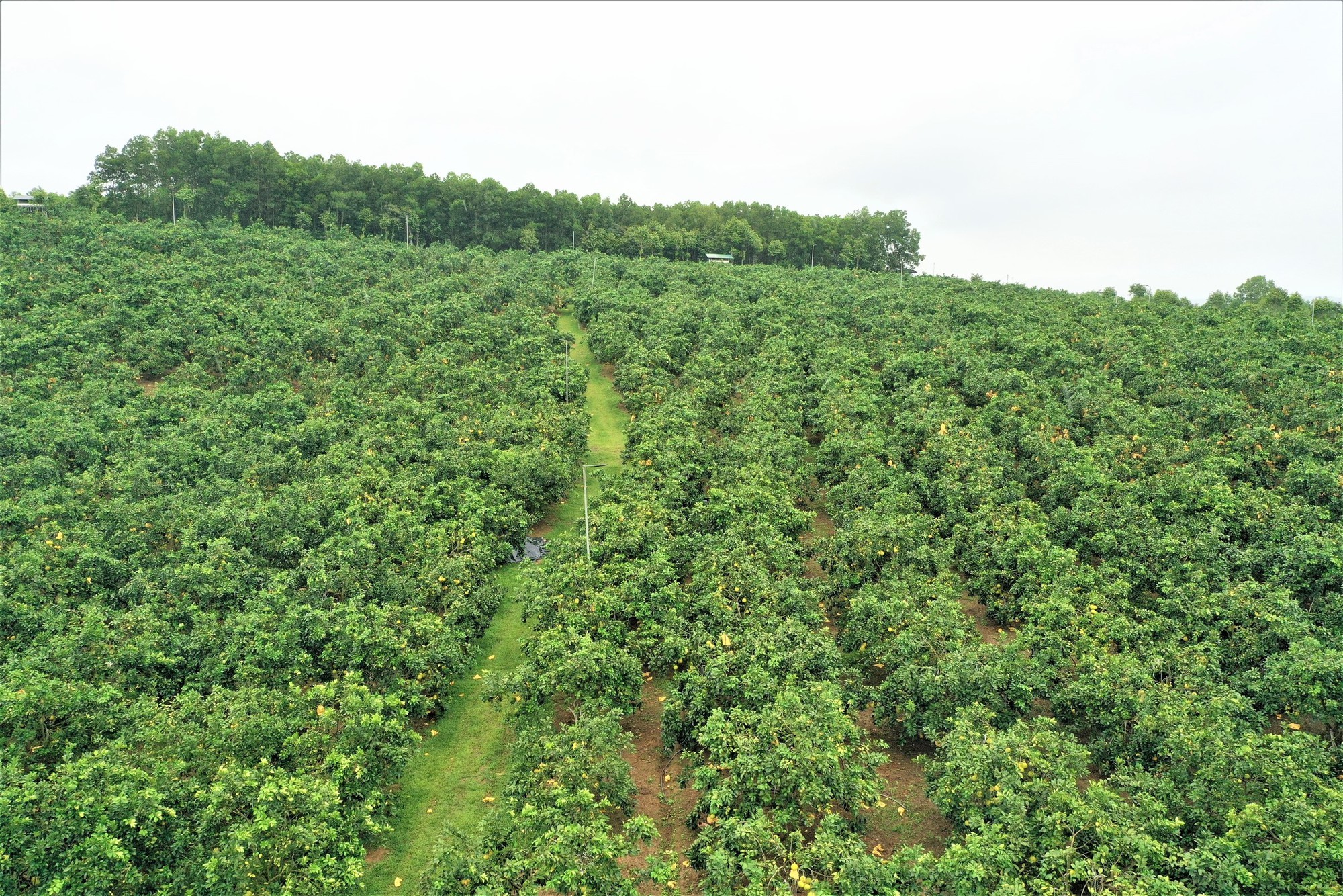 Một huyện miền núi ở Hà Tĩnh thu 500 tỷ đồng từ loại quả đặc sản, đem sang tận Malaysia giới thiệu - Ảnh 2.