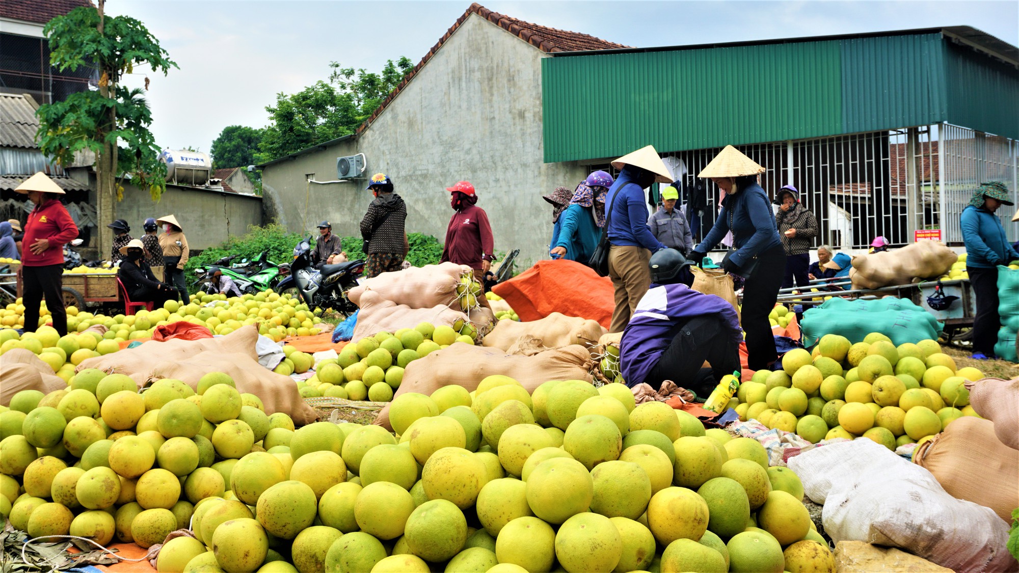 Một huyện miền núi ở Hà Tĩnh thu 500 tỷ đồng từ loại quả đặc sản, đem sang tận Malaysia giới thiệu - Ảnh 12.